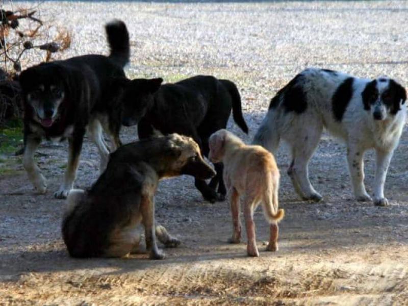 Έγινε η ανάθεση από το Δήμο Ωραιοκάστρου με την Απόφαση 77 για τα αδέσποτα